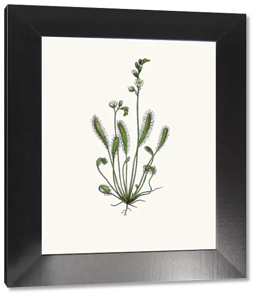 Sundew. Photographic image of an original antique illustration by Sowerby