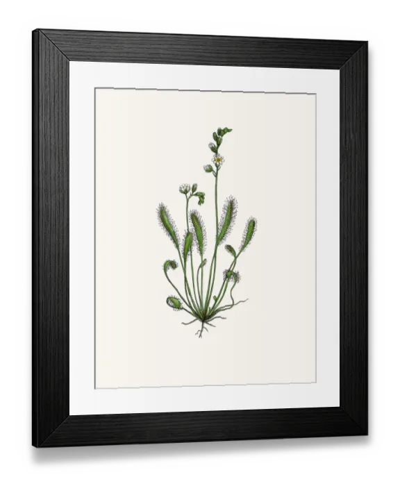 Framed Print : Sundew. Photographic image of an original antique illustration by Sowerby Framed Print : Sundew. Photographic image of an original antique illustration by Sowerby