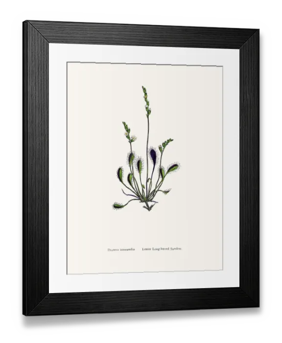 Framed Print : Sundew. Photographic image of an original antique illustration by Sowerby