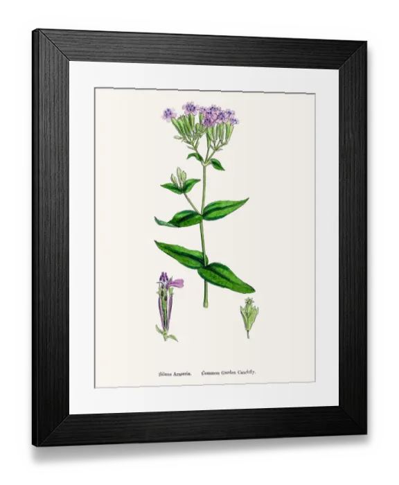 Framed Print : Catchfly Campion flower Framed Print : Catchfly Campion flower