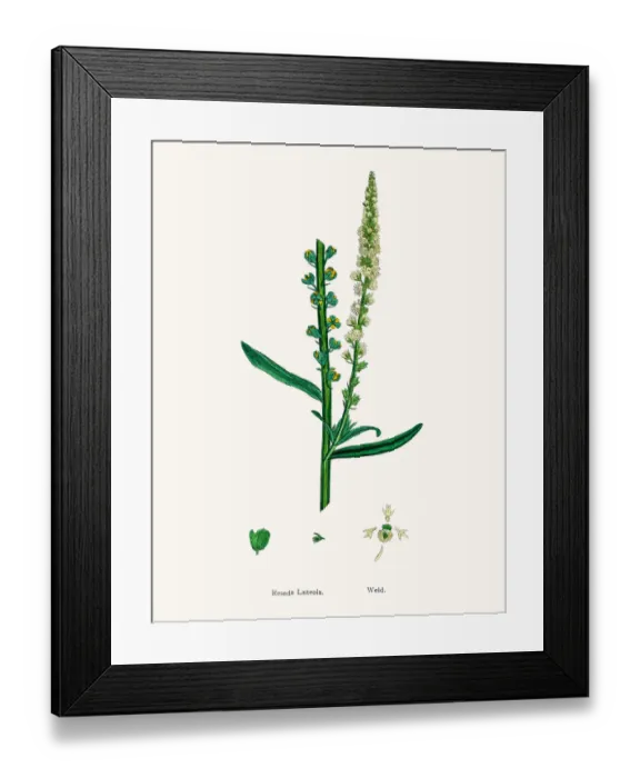 Framed Print : Reseda mignonette plant Framed Print : Reseda mignonette plant