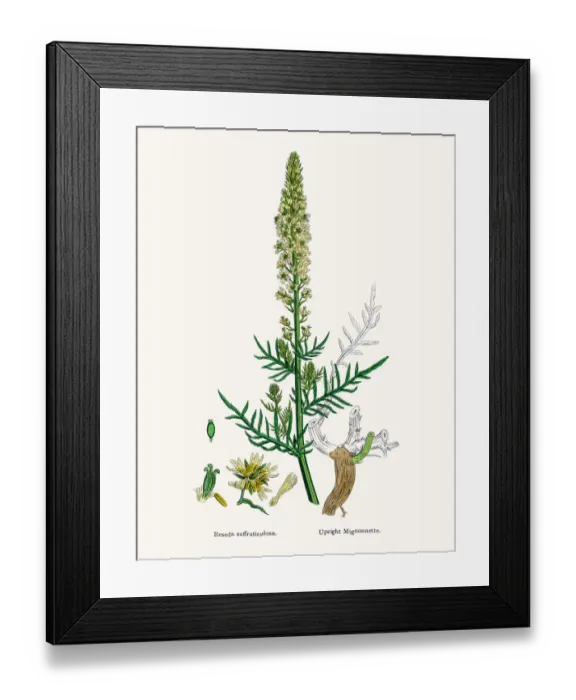 Framed Print : Reseda mignonette plant Framed Print : Reseda mignonette plant