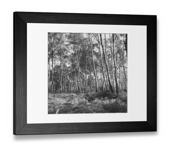 Framed Print : Epping Forest Framed Print : Epping Forest