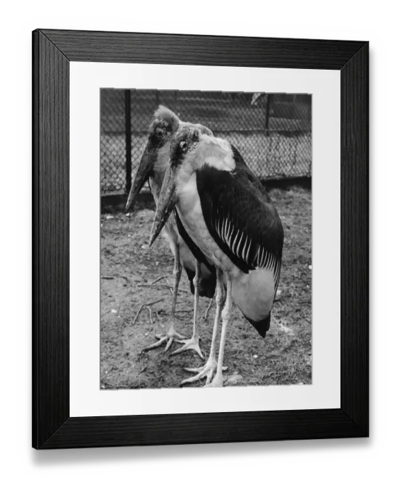 Framed Print : Side By Side