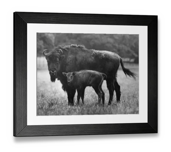 Framed Print : Stone Age Herd Framed Print : Stone Age Herd
