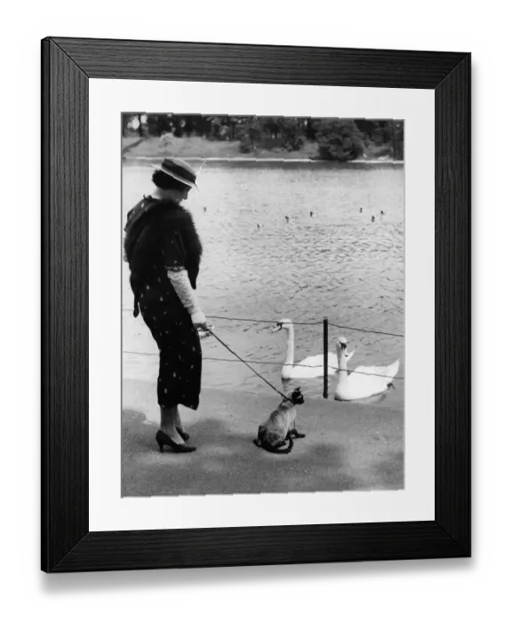 Framed Print : Walking The Cat Framed Print : Walking The Cat