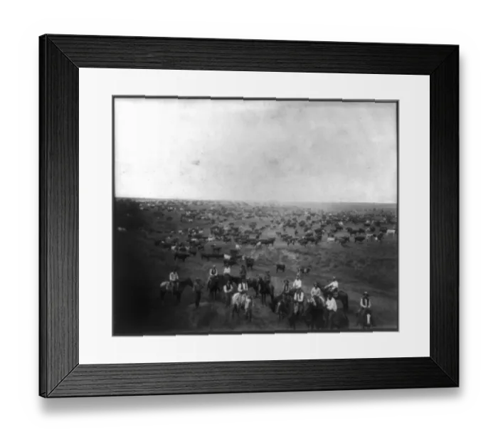 Framed Print : Cattle Round-up Framed Print : Cattle Round-up