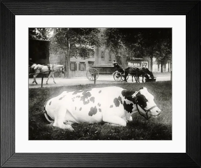Framed Print : Cow On Lawn Framed Print : Cow On Lawn