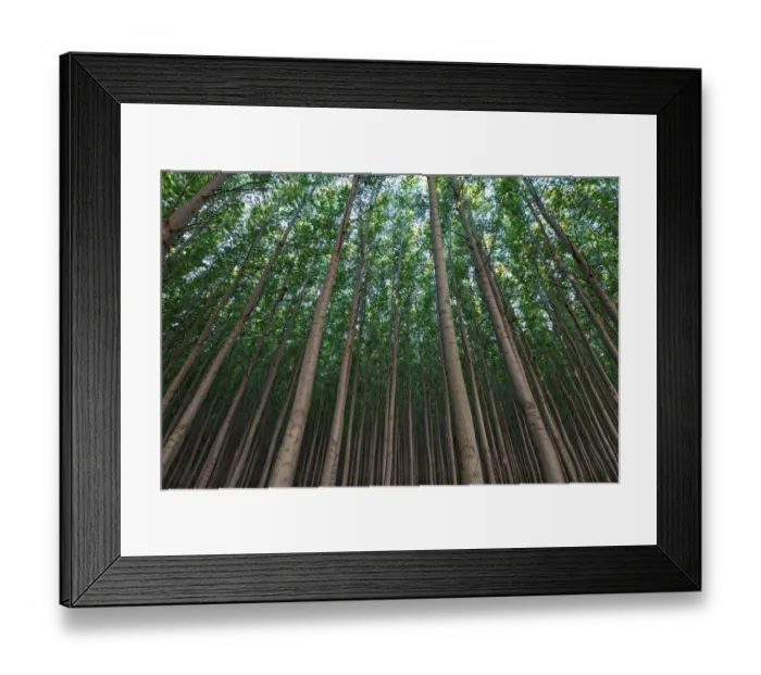 Framed Print : Poplar Grove Framed Print : Poplar Grove