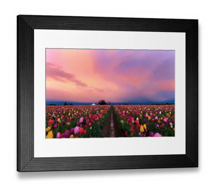 Framed Print : Shoe Tulip farm Framed Print : Shoe Tulip farm