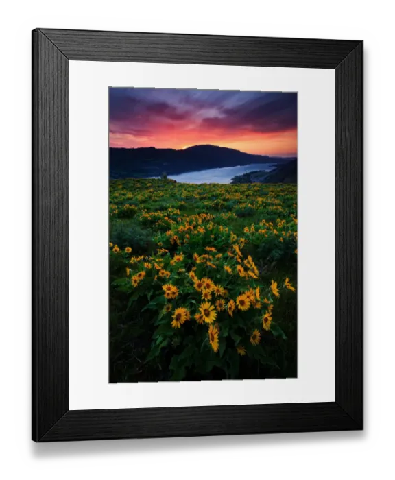 Framed Print : Wildflower sunrise Framed Print : Wildflower sunrise
