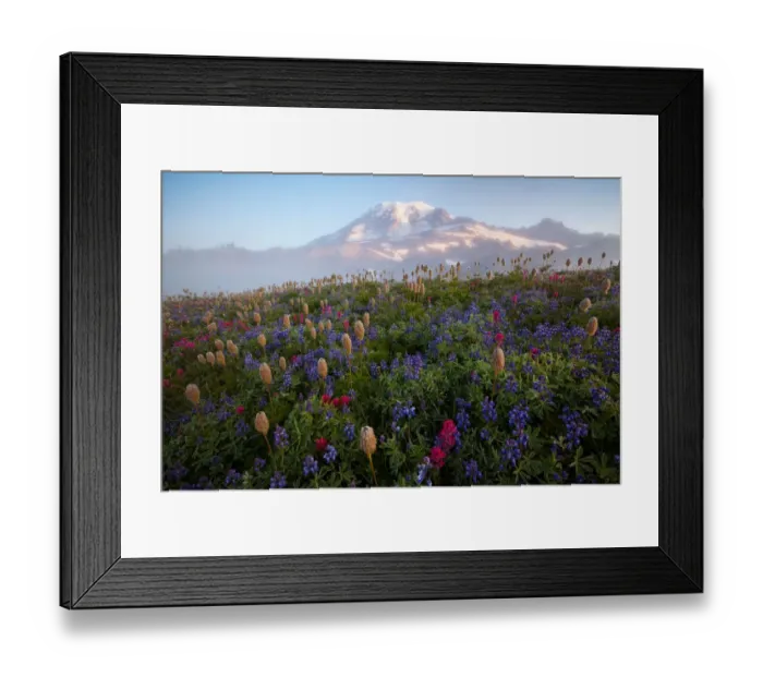 Framed Print : Rainier wildflowers Framed Print : Rainier wildflowers