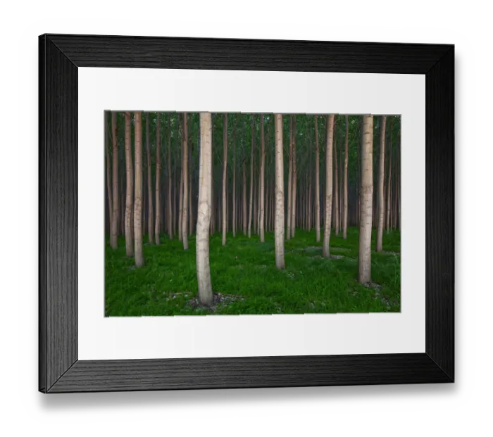 Framed Print : Poplar Grove Framed Print : Poplar Grove