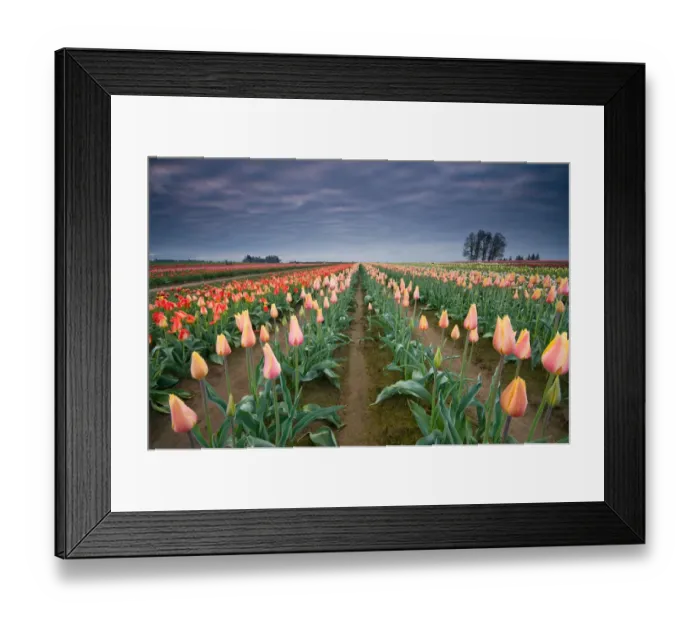 Framed Print : Tulip Festival Framed Print : Tulip Festival