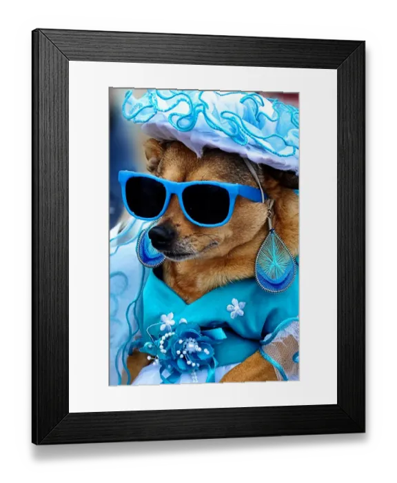 Framed Print : Chihuahua in fancy blue dress, hat and sunglasses Framed Print : Chihuahua in fancy blue dress, hat and sunglasses
