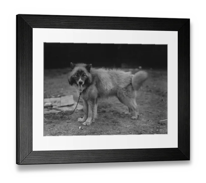 Framed Print : Husky Dog Chosen For Sir Ernest Shackletons Trans-Antarctic Expedition Framed Print : Husky Dog Chosen For Sir Ernest Shackletons Trans-Antarctic Expedition