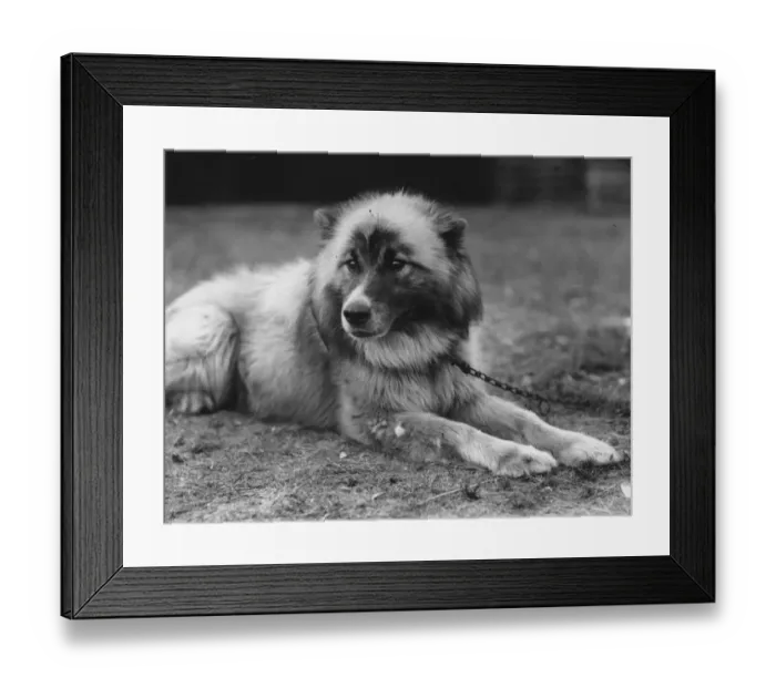 Framed Print : Dog Chosen For Sir Ernest Shackletons Trans-Antarctic Expedition Framed Print : Dog Chosen For Sir Ernest Shackletons Trans-Antarctic Expedition
