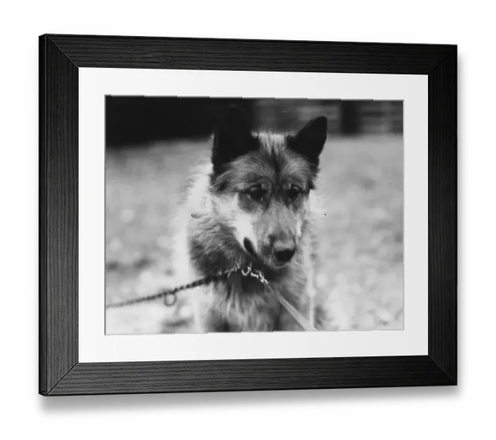 Framed Print : Dog Chosen As Team Leader For Sir Ernest Shackletons Trans-Antarctic Expedition Framed Print : Dog Chosen As Team Leader For Sir Ernest Shackletons Trans-Antarctic Expedition