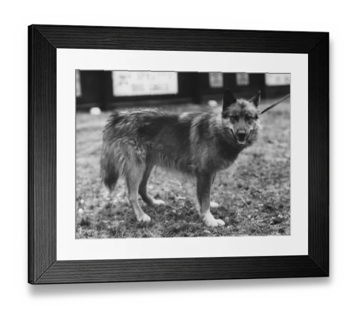 Framed Print : Arctic Dog Chosen As Team Leader For Sir Ernest Shackletons Trans-Antarctic Expedition Framed Print : Arctic Dog Chosen As Team Leader For Sir Ernest Shackletons Trans-Antarctic Expedition