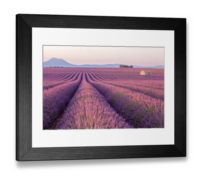 Framed Print : Early morning in a Provences lavender field with a lone house