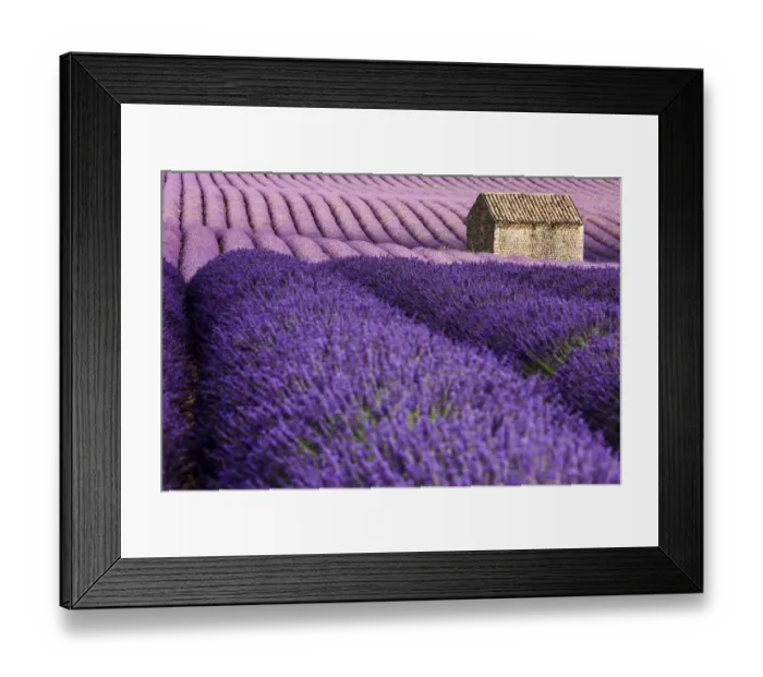 Framed Print : Provence, Valensole Plateau, Lavender field Framed Print : Provence, Valensole Plateau, Lavender field