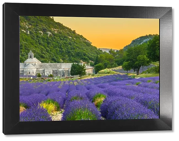 Abbaye de Senanque in Provence with lavander fields