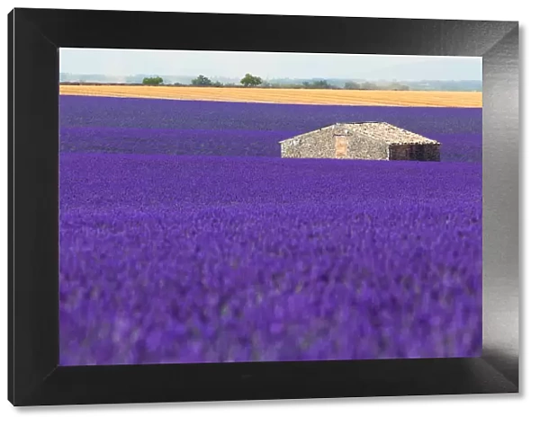 large lavender field with a little house in the middle