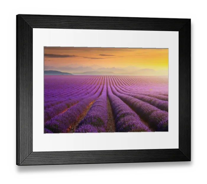 Framed Print : Lavander field at sunset in Provence, France