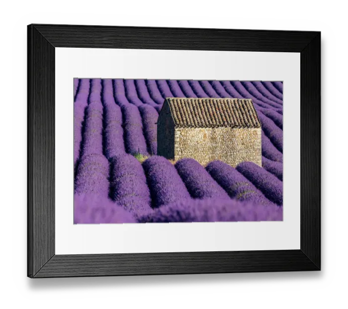 Framed Print : Provence, lavender flowering at Valensole Plateau Framed Print : Provence, lavender flowering at Valensole Plateau