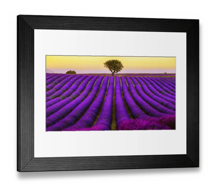 Framed Print : Lavender Field In Valensole Plateau During Sunset Framed Print : Lavender Field In Valensole Plateau During Sunset
