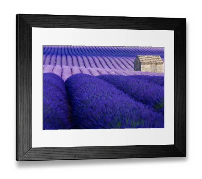 Framed Print : Provence, Valensole Plateau, Lavender Field Framed Print : Provence, Valensole Plateau, Lavender Field
