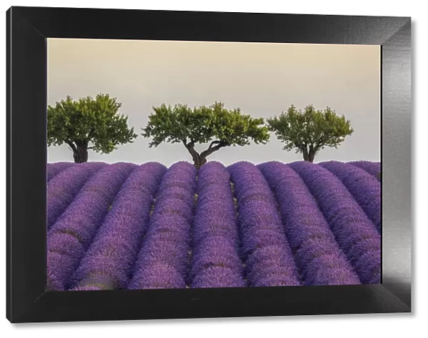 Lavender Rows and Trees