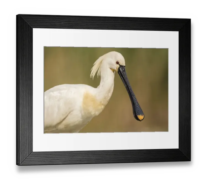 Framed Print : Christian Paoli Wildlife Photography