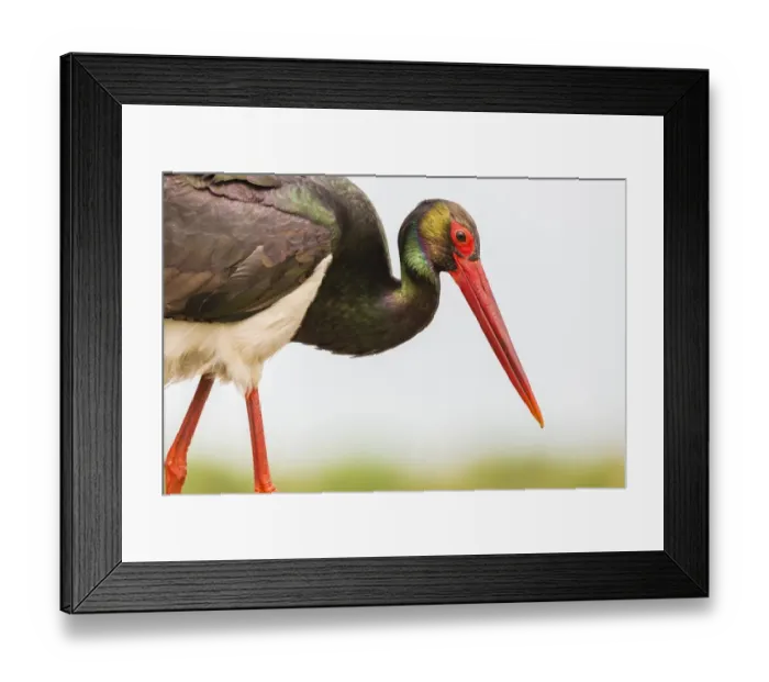 Framed Print : Christian Paoli Wildlife Photography Framed Print : Christian Paoli Wildlife Photography