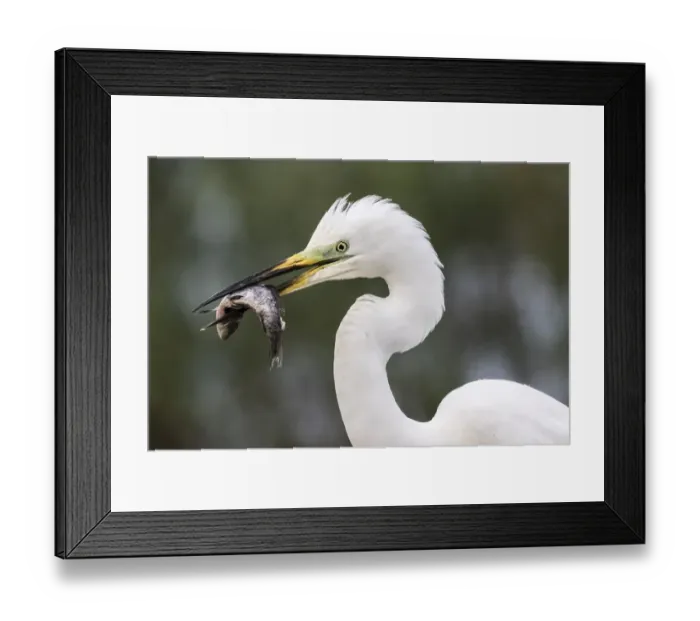 Framed Print : Christian Paoli Wildlife Photography Framed Print : Christian Paoli Wildlife Photography