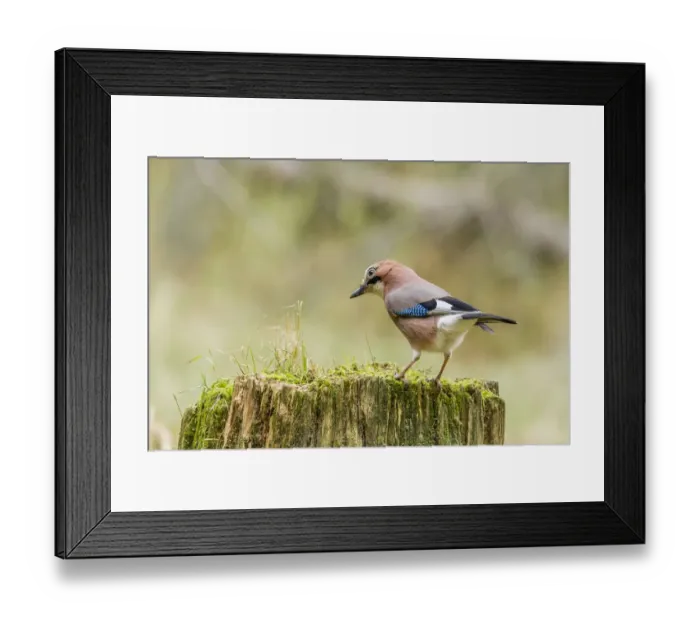 Framed Print : Christian Paoli Wildlife Photography Framed Print : Christian Paoli Wildlife Photography