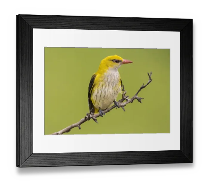 Framed Print : Eurasian Golden Oriole (Oriolus oriolus), female sitting on branch, Bacs-Kiskun, Hungary