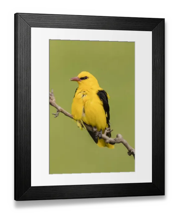 Framed Print : Eurasian Golden Oriole (Oriolus oriolus), male sitting on branch, Bacs-Kiskun, Hungary Framed Print : Eurasian Golden Oriole (Oriolus oriolus), male sitting on branch, Bacs-Kiskun, Hungary