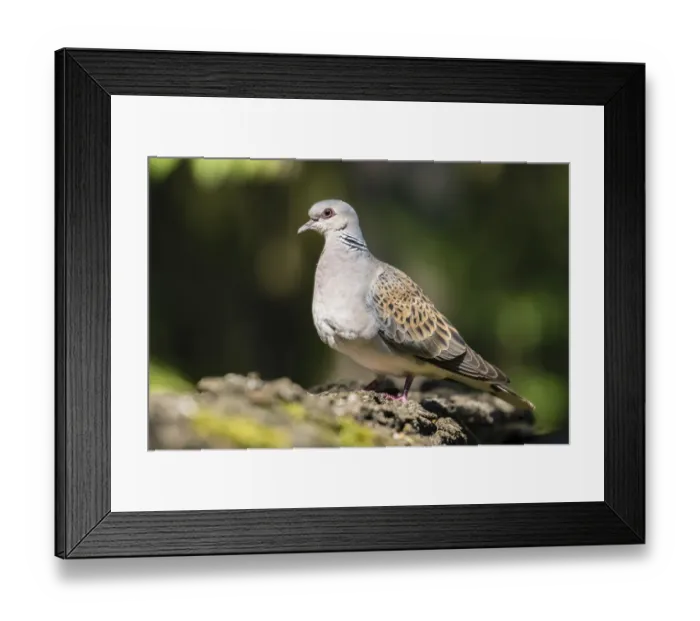 Framed Print : Turtle dove (Streptopelia turtur), Bacs-Kiskun, Hungary Framed Print : Turtle dove (Streptopelia turtur), Bacs-Kiskun, Hungary