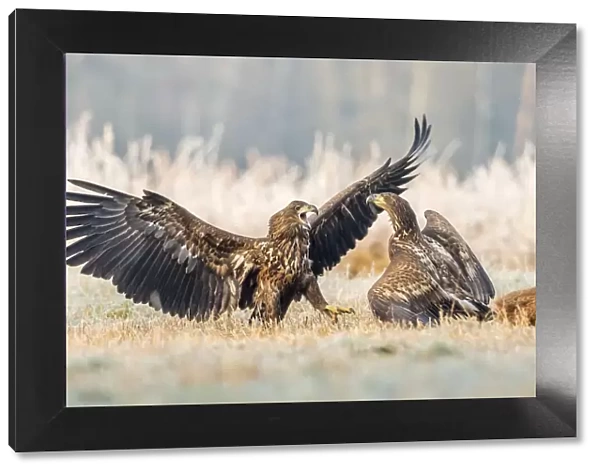 Two young eagles (Haliaeetus albicilla), fighting on the ground, with dead deer, Masuria
