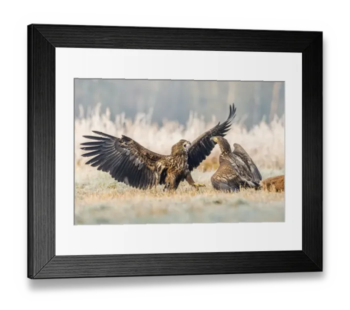 Framed Print : Two young eagles (Haliaeetus albicilla), fighting on the ground, with dead deer, Masuria Framed Print : Two young eagles (Haliaeetus albicilla), fighting on the ground, with dead deer, Masuria