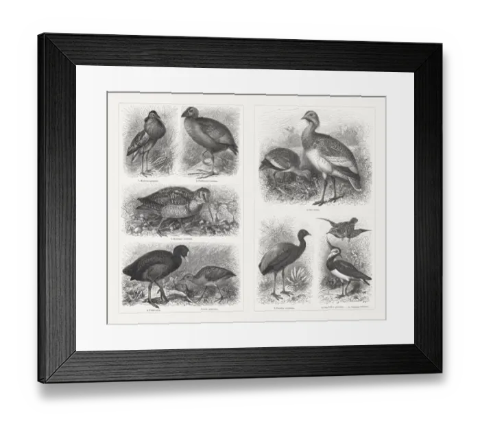 Framed Print : Shorebirds (Charadriiformes), wood engravings, published in 1897 Framed Print : Shorebirds (Charadriiformes), wood engravings, published in 1897