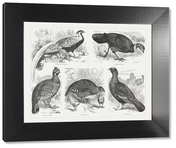 Game birds, wood engravings, published in 1897