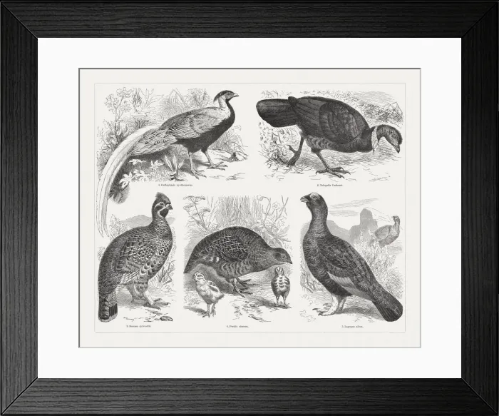 Framed Print : Game birds, wood engravings, published in 1897 Framed Print : Game birds, wood engravings, published in 1897