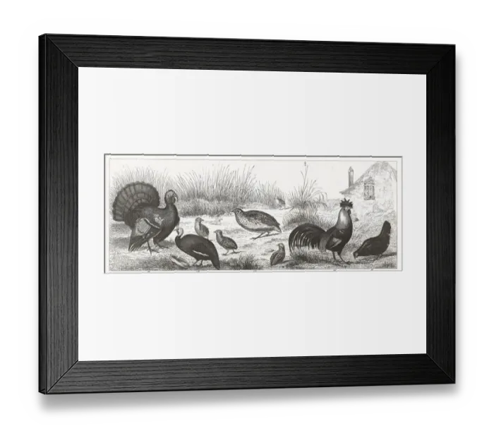 Framed Print : Gamebirds Engraving Framed Print : Gamebirds Engraving