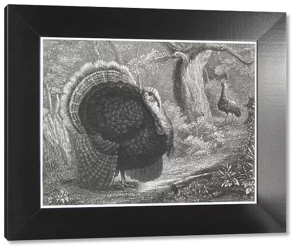 Wild Turkey (Meleagris gallopavo), wood engraving, published in 1864