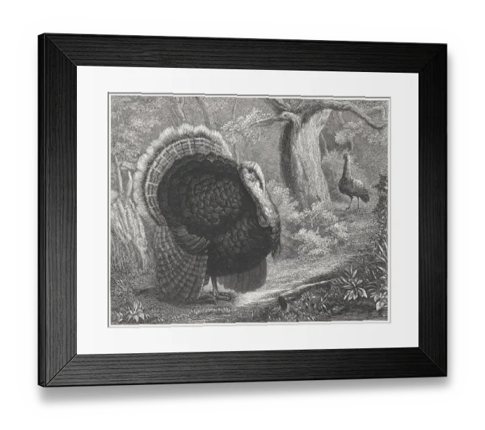 Framed Print : Wild Turkey (Meleagris gallopavo), wood engraving, published in 1864 Framed Print : Wild Turkey (Meleagris gallopavo), wood engraving, published in 1864