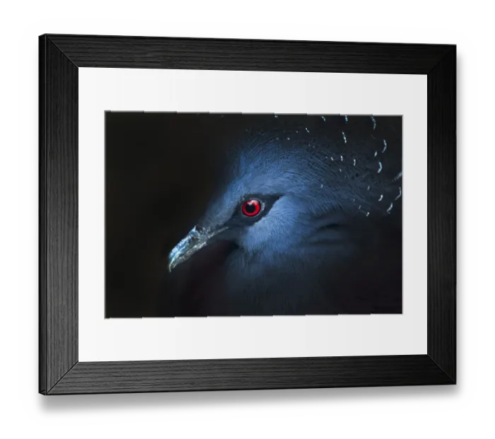 Framed Print : Victoria Crowned Pigeon (Goura victoria) Portrait Framed Print : Victoria Crowned Pigeon (Goura victoria) Portrait