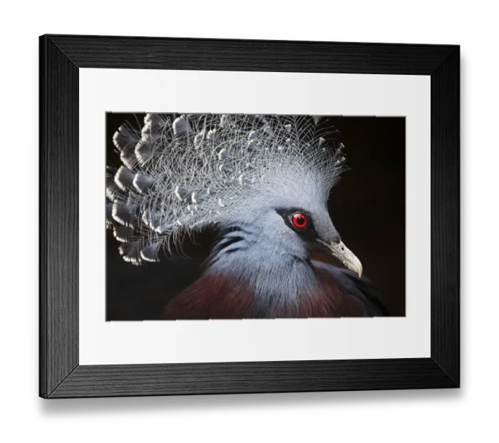 Framed Print : Crowned Pigeon (Goura cristata) Portrait Framed Print : Crowned Pigeon (Goura cristata) Portrait