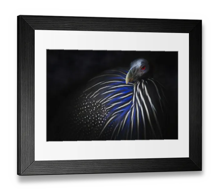 Framed Print : Vulturine Guinea Fowl Portrait Framed Print : Vulturine Guinea Fowl Portrait